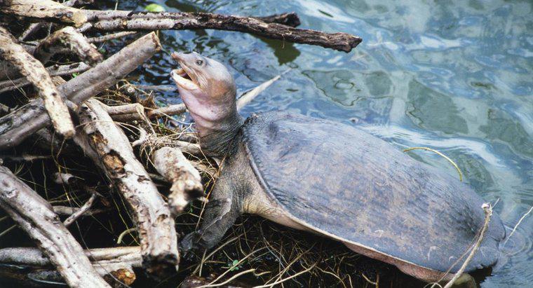 ¿Qué comen las tortugas de caparazón blando?