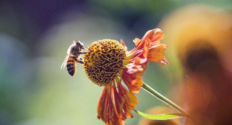 ¿Cuánto tiempo viven las abejas de miel?