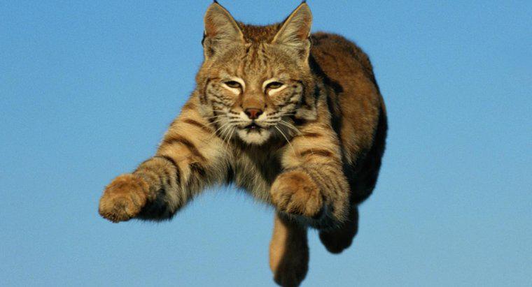 ¿Qué tan rápido puede correr un Bobcat?