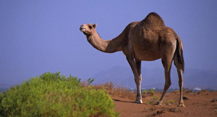 ¿Qué se almacena en un salto de camello?