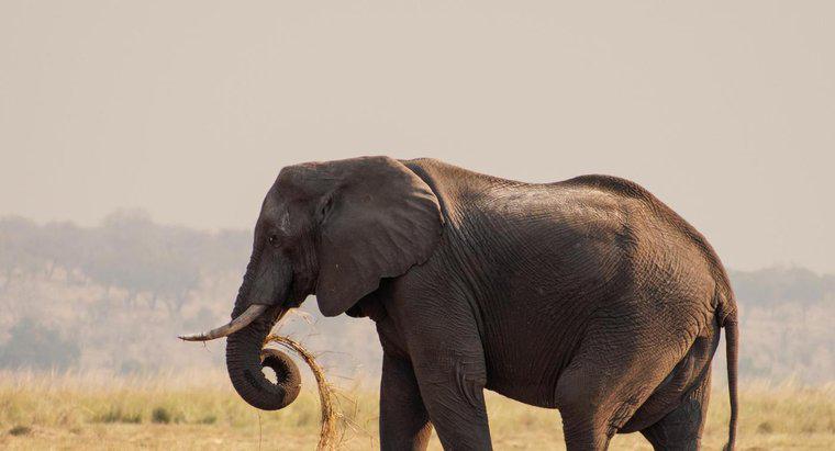 ¿Cuál es el elefante más grande?