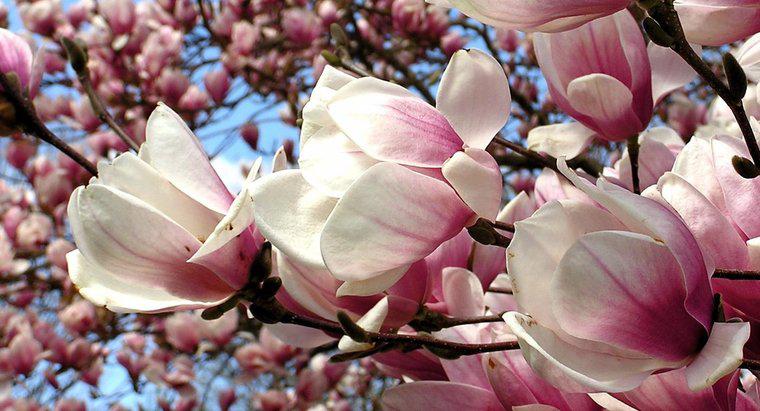 ¿Cómo se corta un árbol de magnolia?