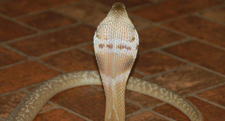 ¿Cuánto tiempo viven las cobras?