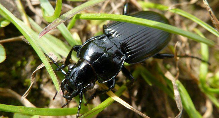 ¿Qué comen los escarabajos negros?