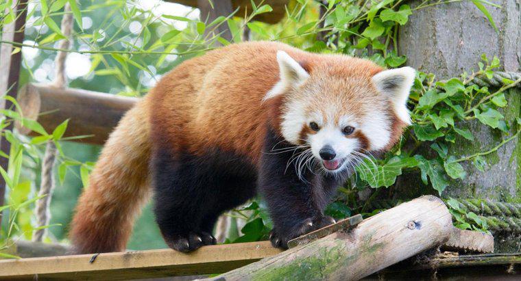 ¿Cómo es el Firefox o Red Panda?