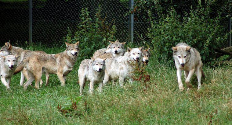 ¿Cómo cazan los lobos?