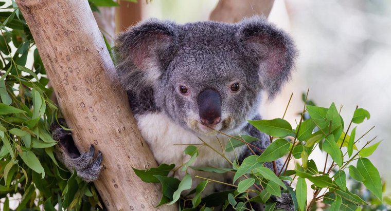 ¿Los koalas comen bambú?