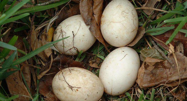 ¿Cómo cuidas un huevo de ave sin eclosionar?