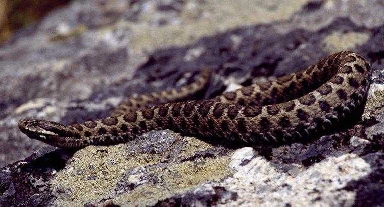 ¿Hay serpientes venenosas en Italia?