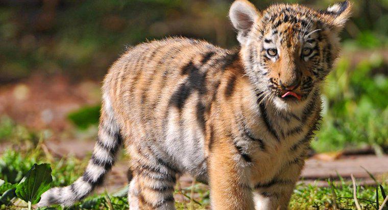 ¿Cuánto tiempo tarda un bebé tigre en formarse en el útero?