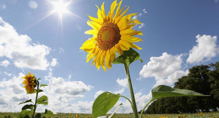 ¿Qué porcentaje de la energía del sol usan las plantas?