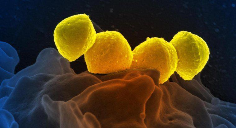 ¿Las bacterias mueren cuando se congelan?