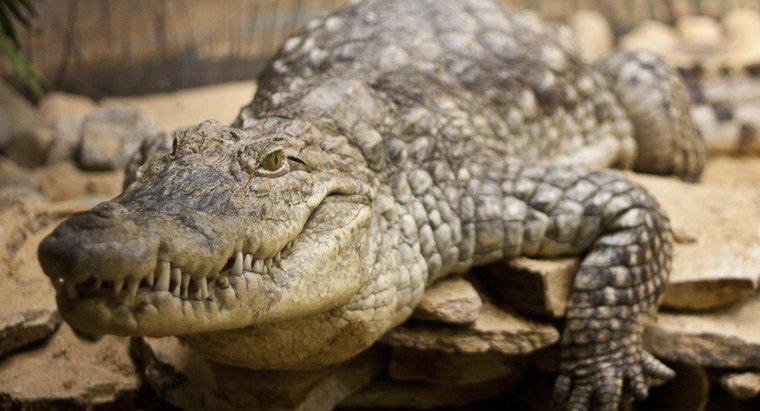 ¿En qué hábitat viven los cocodrilos?