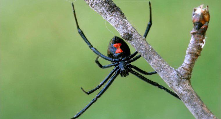 ¿Cuáles son las características de identificación de una araña viuda negra?