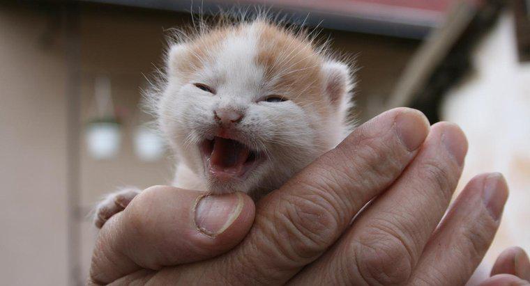¿Cuándo es seguro tocar a los gatitos recién nacidos?