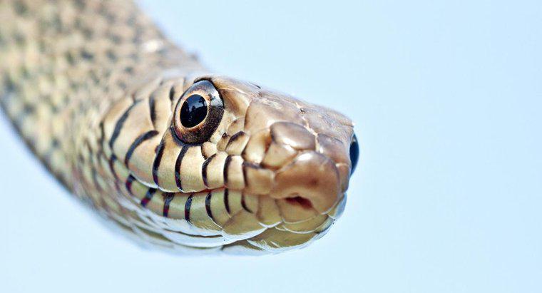 ¿Cuántas serpientes hay en el mundo?