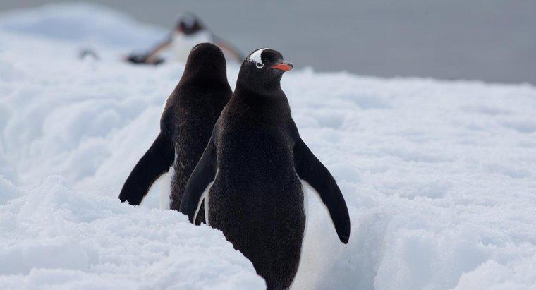 ¿Dónde viven los pingüinos en la naturaleza?