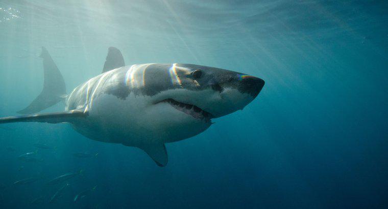 ¿Qué tan rápido puede un gran tiburón blanco nadar?