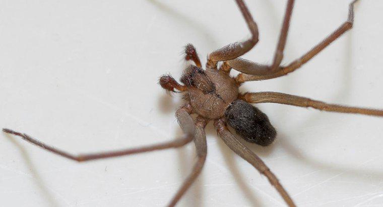 ¿Qué aspecto tiene una mordedura de araña reclusa marrón?
