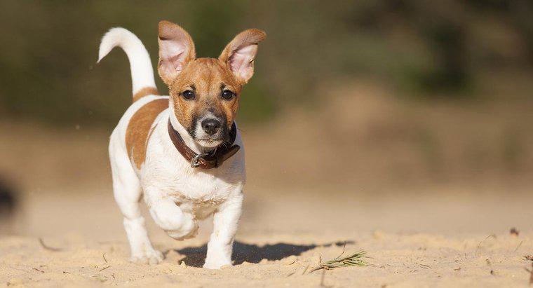 ¿Cómo te importa un Jack Russell Terrier de piernas cortas?