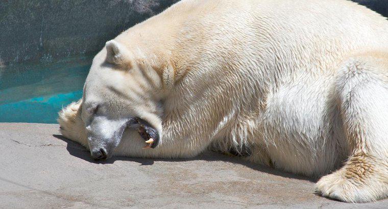 ¿Por qué los osos polares tienen patas grandes?