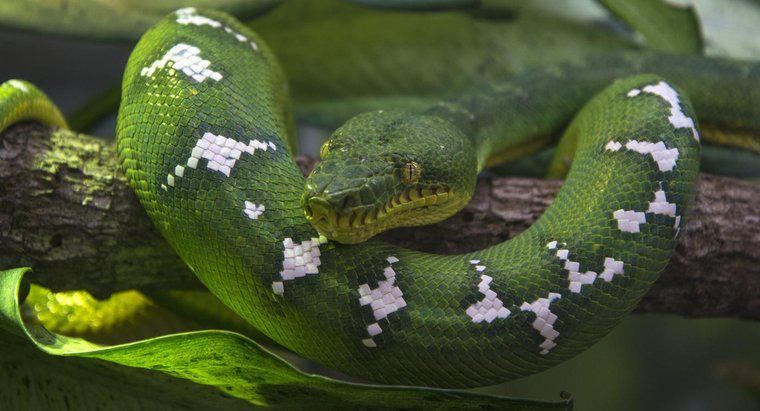 ¿Cuál es el nombre científico de una serpiente?