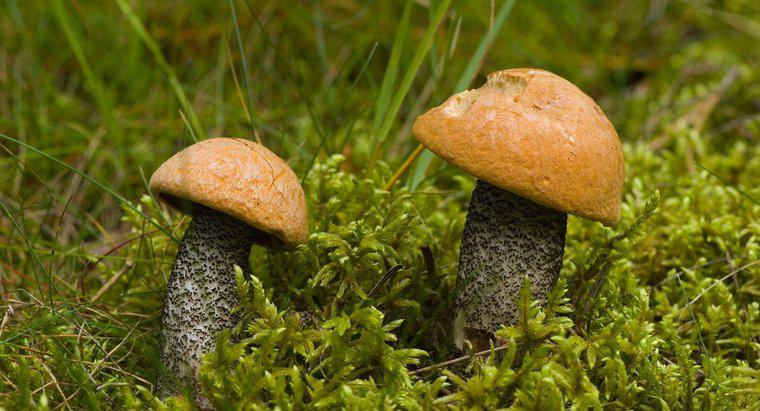 ¿Cuáles son algunos hongos comunes de otoño Michigan?