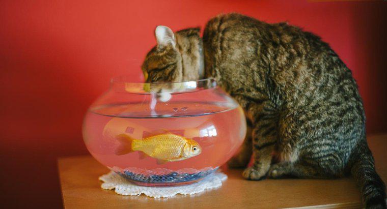 ¿Cuánta agua necesita beber un gato?