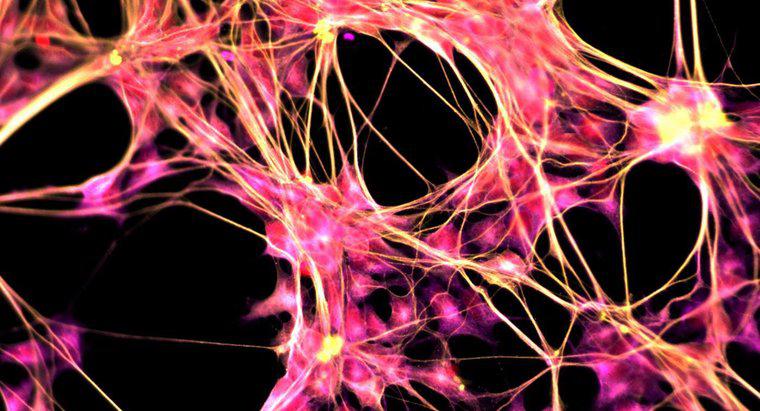 ¿Cuál es el propósito del sistema nervioso central?