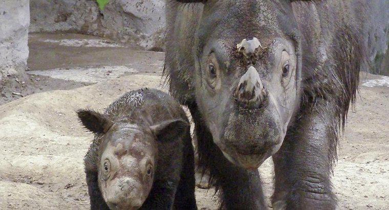 ¿Por qué los rinocerontes están en peligro de extinción?