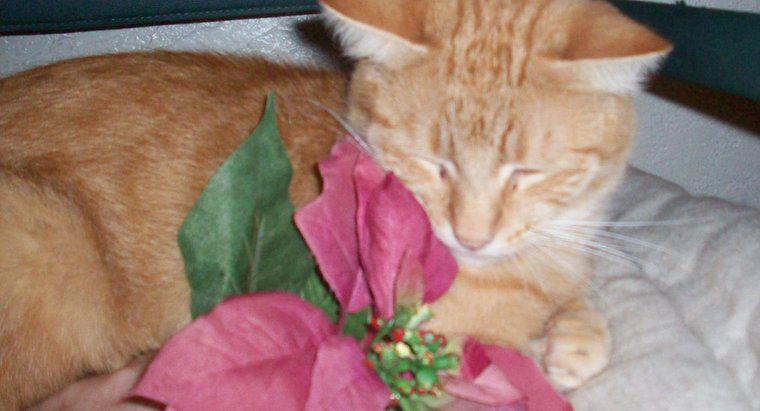 ¿Las plantas de flor de Pascua son venenosas para los gatos?