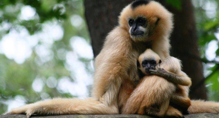 ¿Cuántos bebés puede tener un mono a la vez?