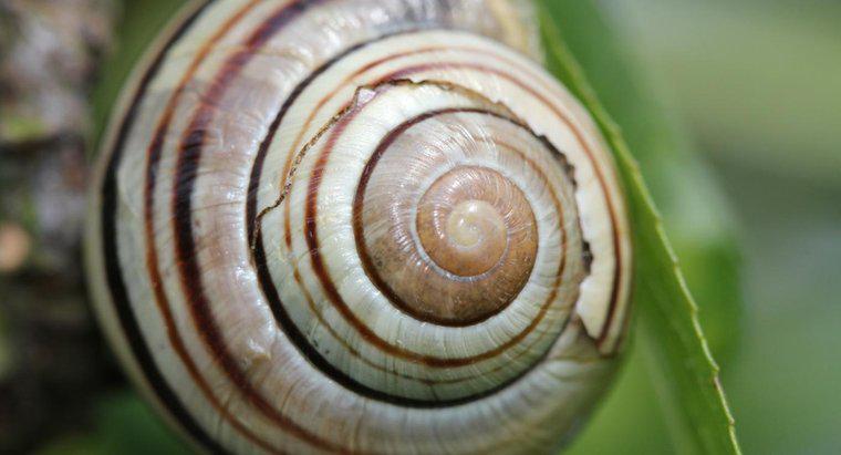 ¿Cómo crecen las conchas de caracol?