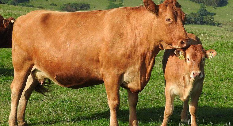 ¿Cuál es el período de gestación de una vaca?