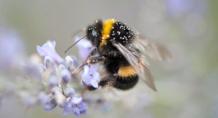 ¿Cuál es la vida útil de un abejorro?
