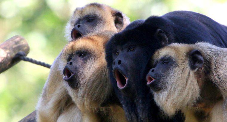 ¿Dónde viven los monos aulladores salvajes?