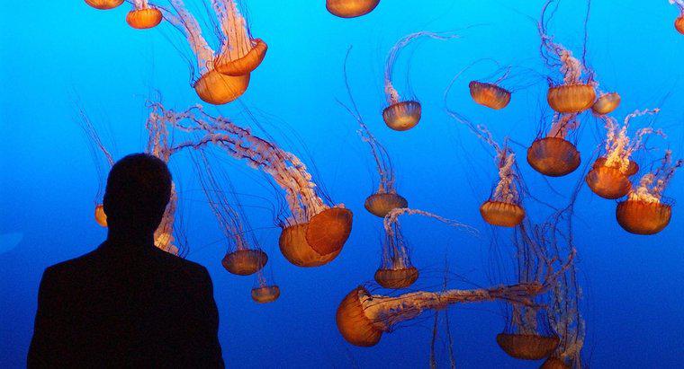 ¿De qué están hechas las medusas?