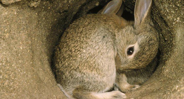 ¿Qué aspecto tiene una madriguera de conejo?