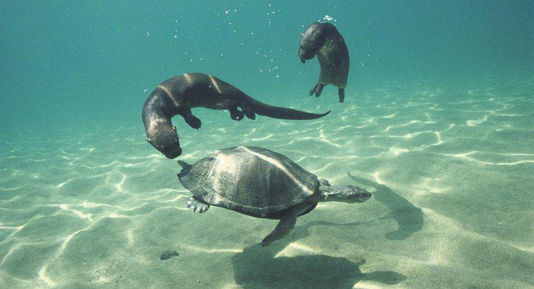 ¿Cómo se comunican los animales bajo el agua?