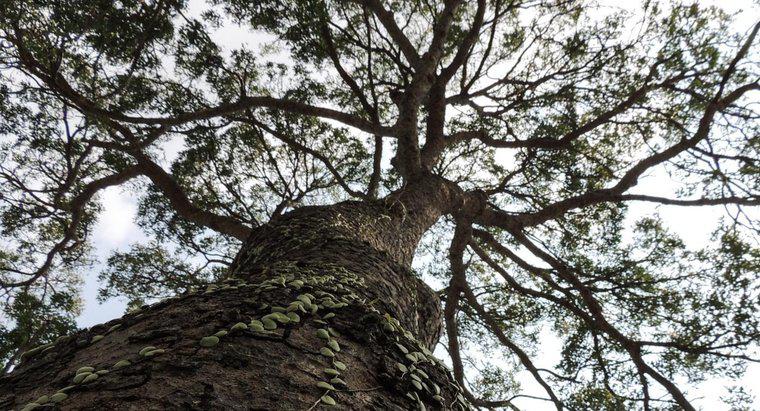 ¿Dónde crecen los árboles de caoba?