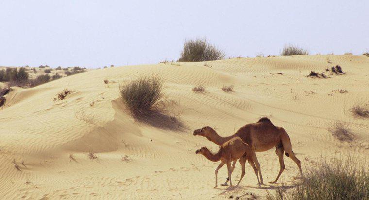 ¿Cómo se han adaptado los camellos a la vida en un desierto de arena?