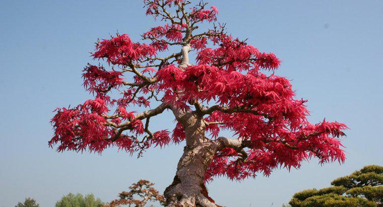¿Cuál es el significado de un árbol Bonsai?