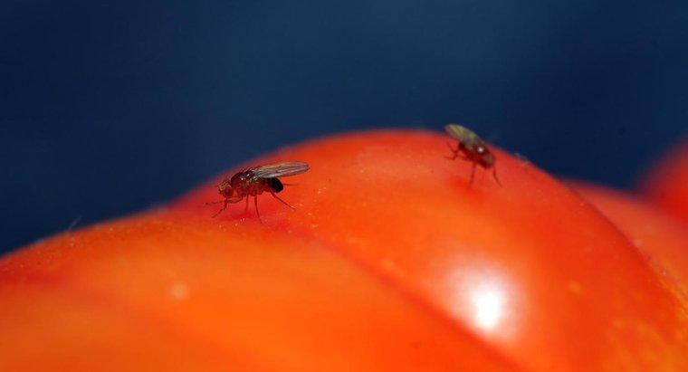 ¿Las trampas caseras para moscas de la fruta traen más moscas de la fruta a su casa?