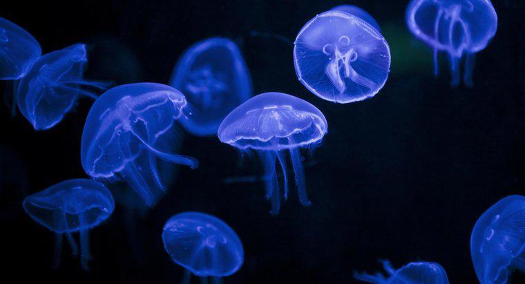 ¿Puedes conseguir una medusa para mascotas para niños?