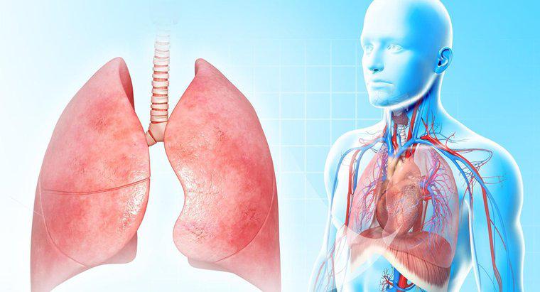 ¿Por qué son tan importantes los pulmones?