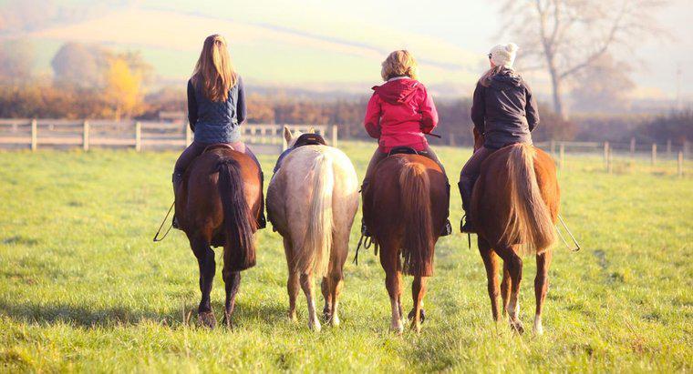 ¿Cuándo se inventó la equitación?