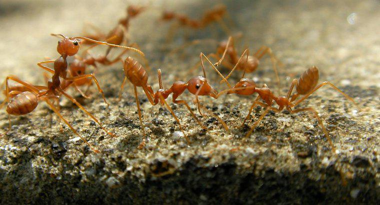 ¿Cuál es el tratamiento más eficaz para las picaduras de hormigas de fuego?
