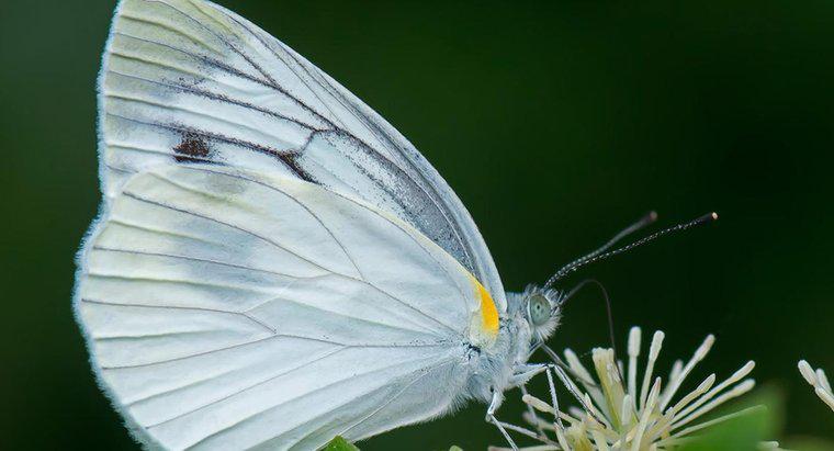 ¿Qué simboliza una mariposa blanca?