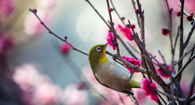 ¿Puedes identificar un pájaro basado en sus sonidos?