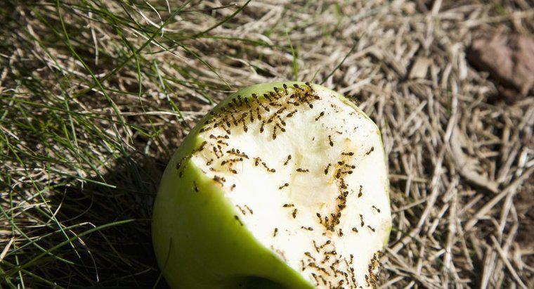 ¿Qué comen las hormigas?